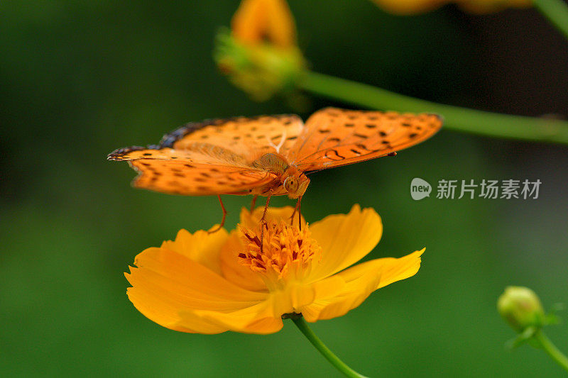 蝴蝶和橙色/黄色的宇宙花